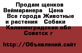 Продам щенков Веймаранера › Цена ­ 30 - Все города Животные и растения » Собаки   . Калининградская обл.,Советск г.